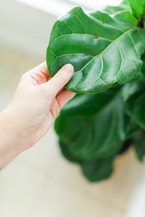 How to care for your fiddle leaf fig plant