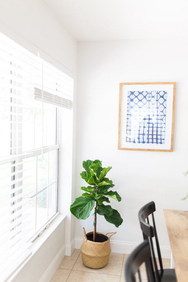How to care for your fiddle leaf fig plant