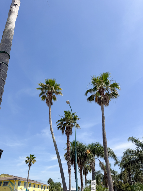 New Smyrna Beach Palm Trees
