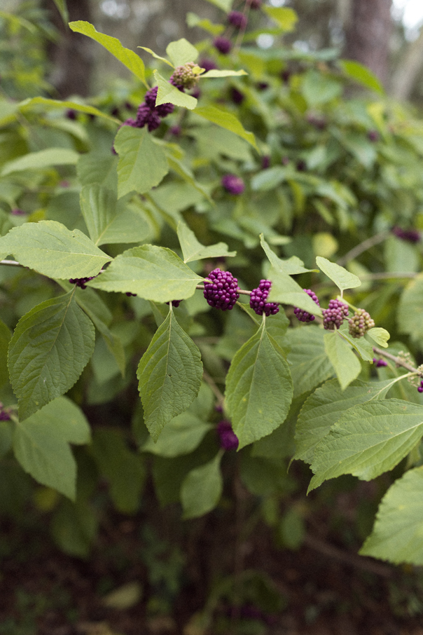 Garden in Winter Park, Florida